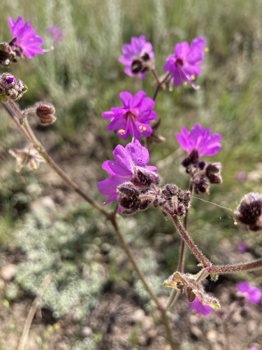 Four o'clock (Mirabilis melanotricha)
