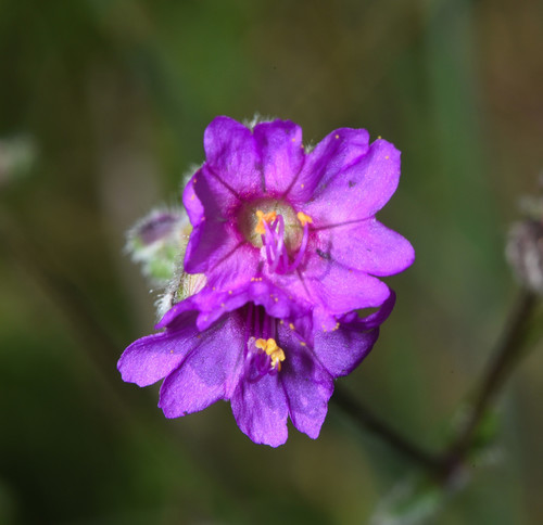 Four o'clock (Mirabilis melanotricha)