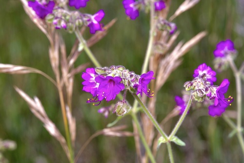 Four o'clock (Mirabilis melanotricha)