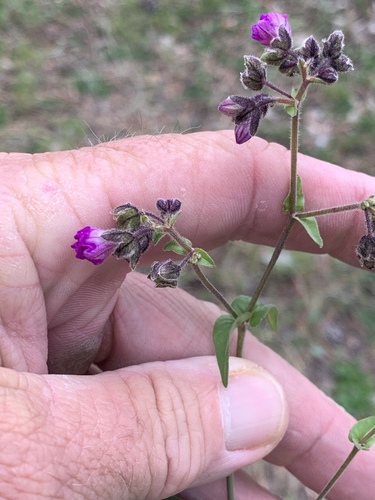 Four o'clock (Mirabilis melanotricha)