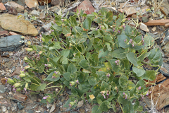 Colorado four o'clock (Mirabilis multiflora)