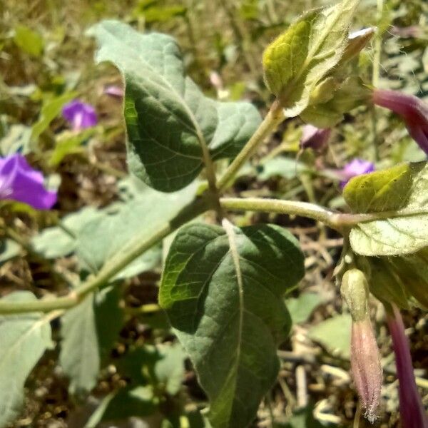 Colorado four o'clock (Mirabilis multiflora)