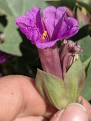 Colorado four o'clock (Mirabilis multiflora)