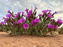 Colorado four o'clock (Mirabilis multiflora)