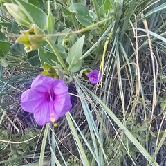 Colorado four o'clock (Mirabilis multiflora)