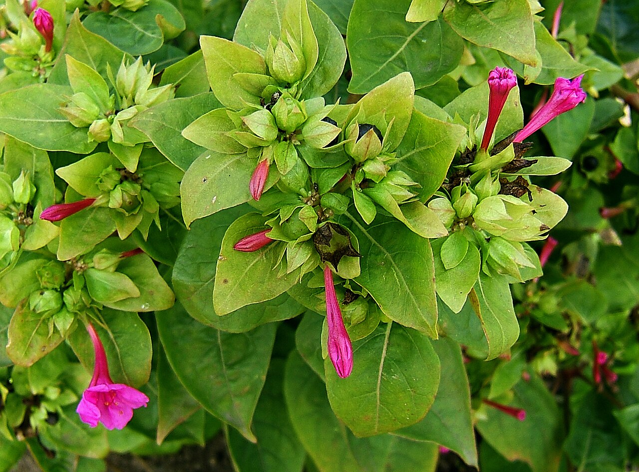 Mirabilis odorata: Four o'clock flower, Marvel of Peru