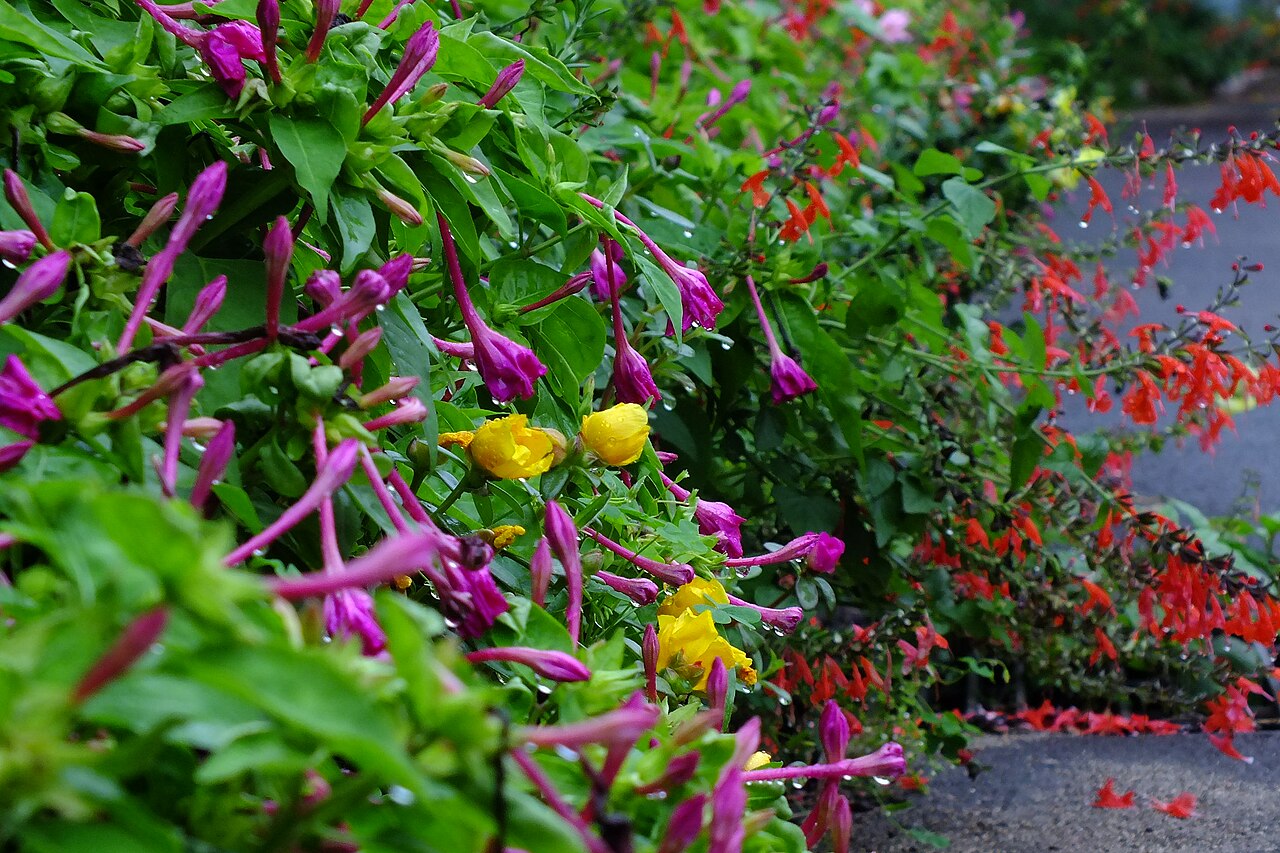 Mirabilis odorata: Mirabilis jalapa&Salvia splendens