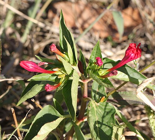 Mirabilis odorata: Wunderblume ( Mirabilis jalapa ) in Oftersheim am 29. September 2018