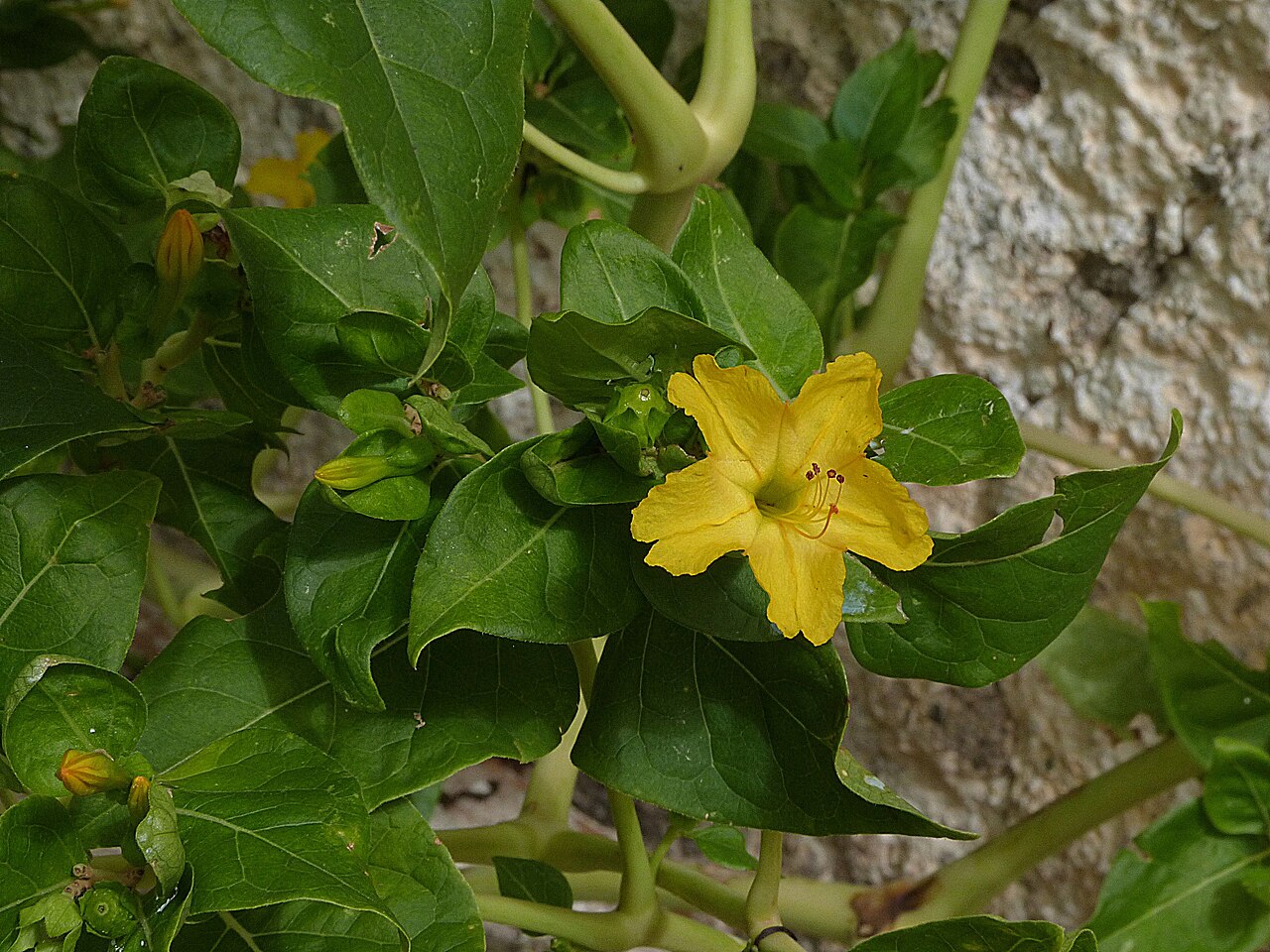 Mirabilis odorata: Mirabilis jalapa, Wunderblume