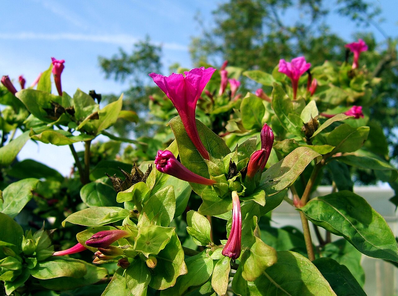 Mirabilis odorata: Four o'clock flower, Marvel of Peru