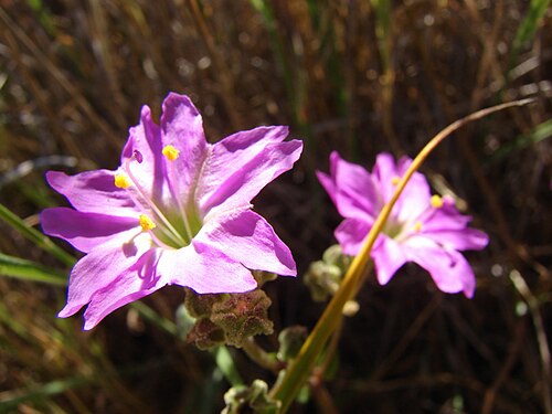 Mirabilis ovata: se caracteriza por los estambres exsertos