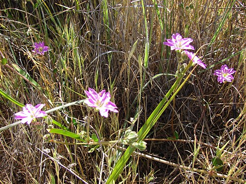 Mirabilis ovata: Nyctaginaceae - Mirabilis ovata (Ruiz et Pav.) F.Meigen