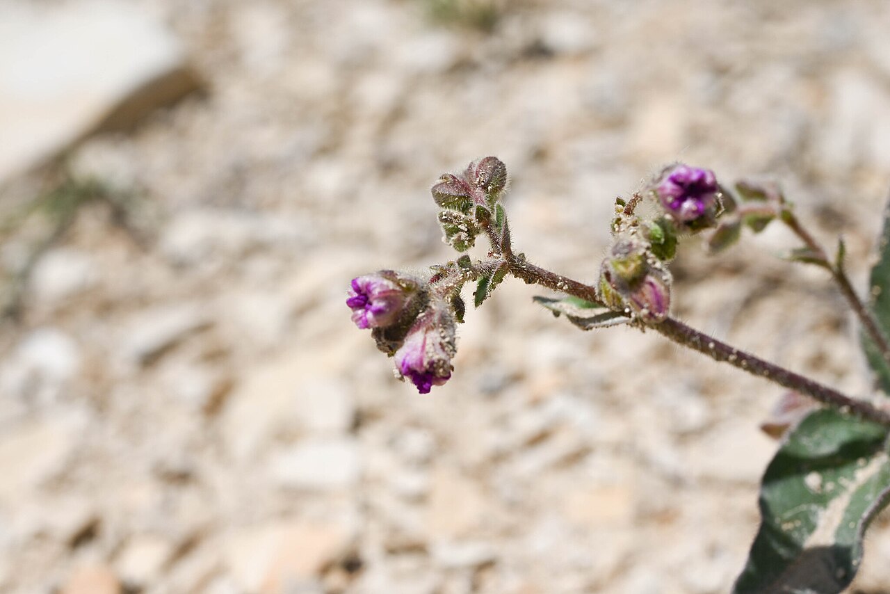 Roundleaf four o'clock: Mirabilis rotundifolia, Pueblo County, CO, USA, 2025-06-01 (iNaturalist).