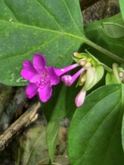 Mirabilis sanguinea (Mirabilis sanguinea)
