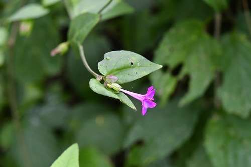 Mirabilis sanguinea (Mirabilis sanguinea)