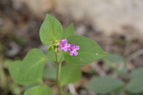 Mirabilis sanguinea (Mirabilis sanguinea)