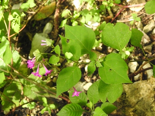 Mirabilis sanguinea (Mirabilis sanguinea)