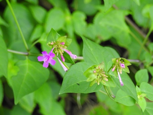 Mirabilis sanguinea (Mirabilis sanguinea)