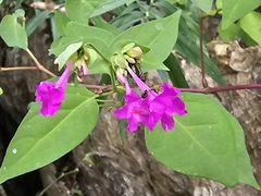Mirabilis sanguinea (Mirabilis sanguinea)