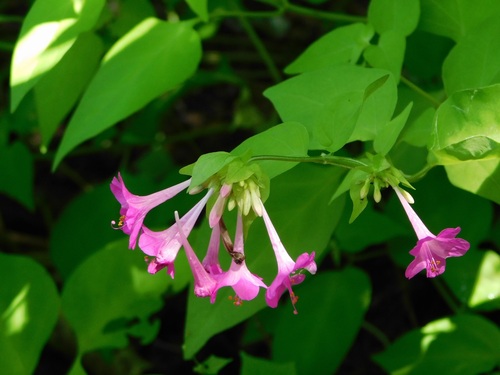 Mirabilis sanguinea (Mirabilis sanguinea)