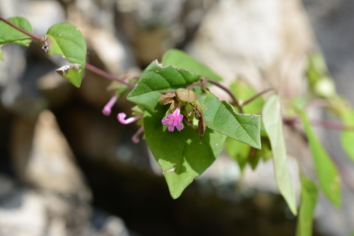 Mirabilis sanguinea (Mirabilis sanguinea)