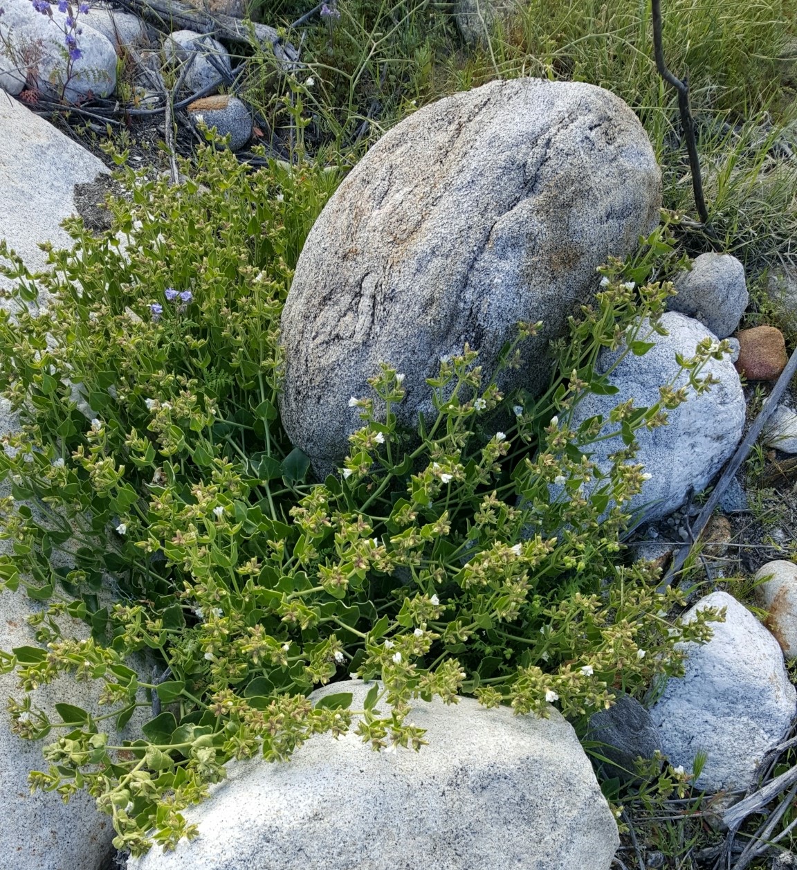 Longlobe four o'clock: Mirabilis tenuiloba - Slender-lobed Four o'Clock. Species of plant