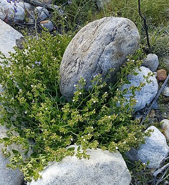 Longlobe four o'clock: Mirabilis tenuiloba - Slender-lobed Four o'Clock. Species of plant