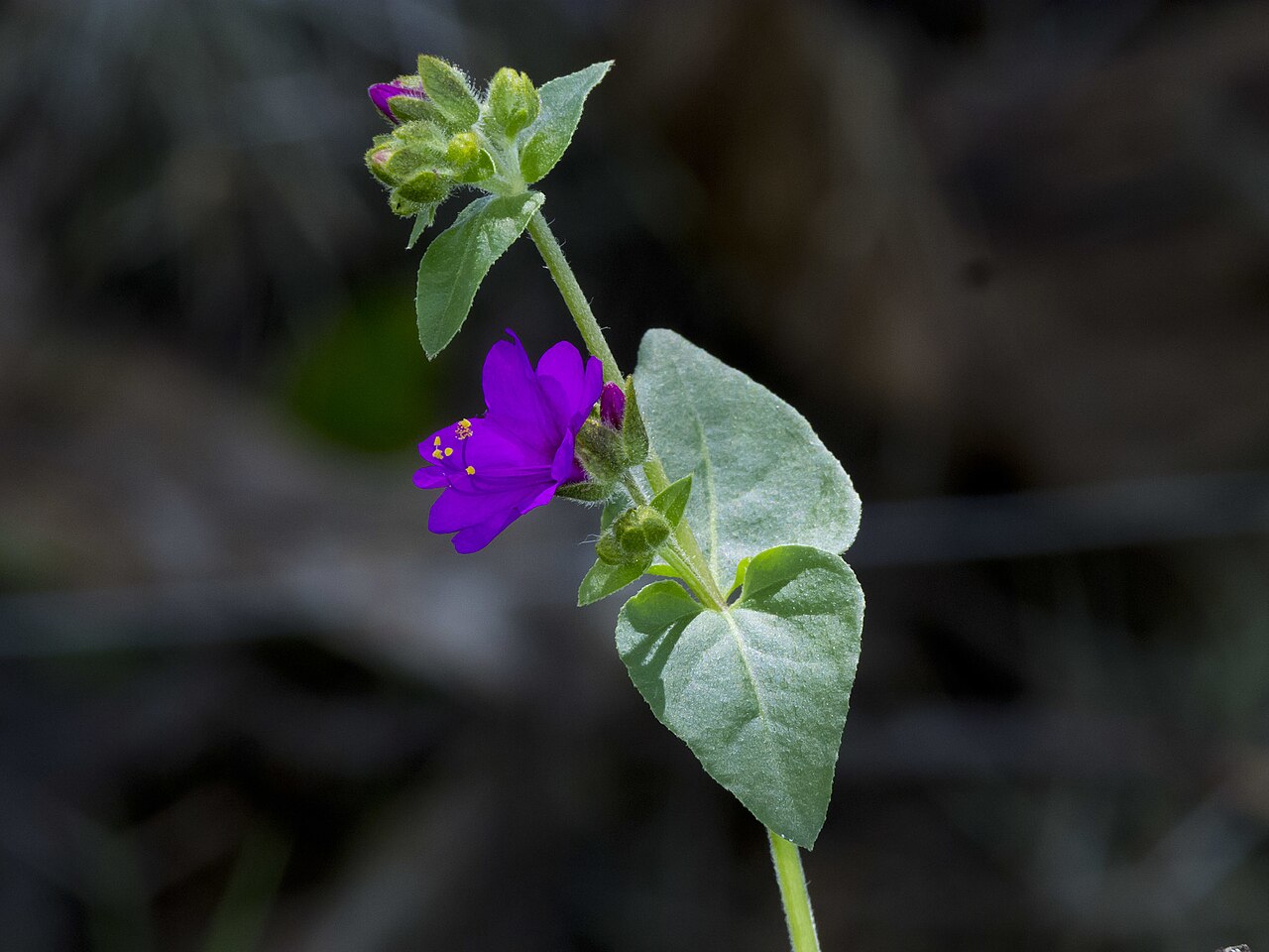 Mirabilis violacea: Mirabilis violacea. Species of plant.