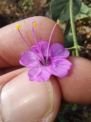 Mirabilis viscosa (Mirabilis viscosa)