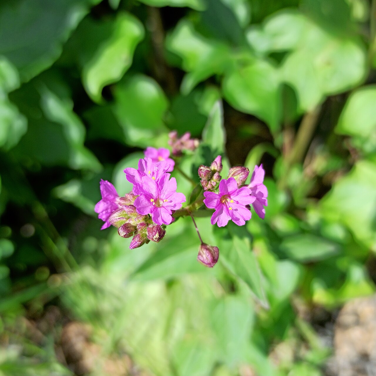 Mirabilis viscosa: Flores de maravillita o Mirabilis viscosa (Familia: Nyctaginaceae).
