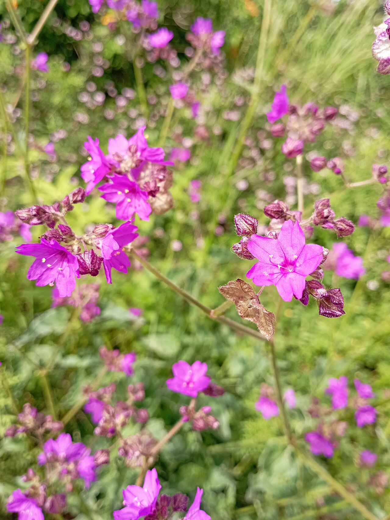 Mirabilis viscosa: Maravillita Mirabilis viscosa (Familia: Nyctaginaceae).