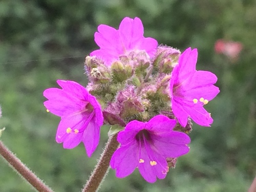 Mirabilis viscosa (Mirabilis viscosa)