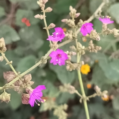 Mirabilis viscosa (Mirabilis viscosa)