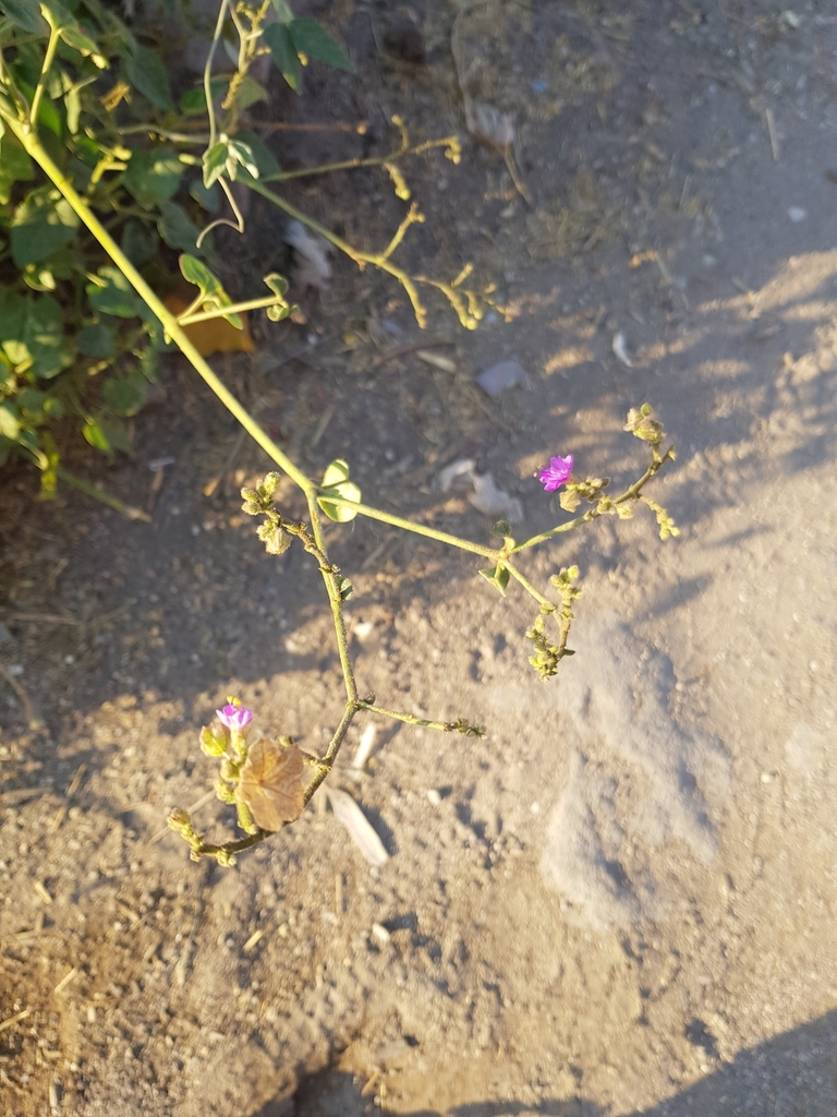 Mirabilis viscosa (Mirabilis viscosa)