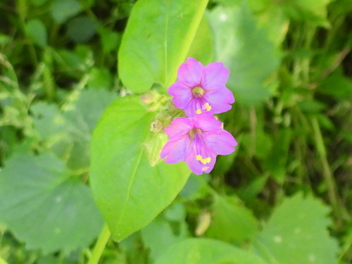 Mirabilis viscosa (Mirabilis viscosa)