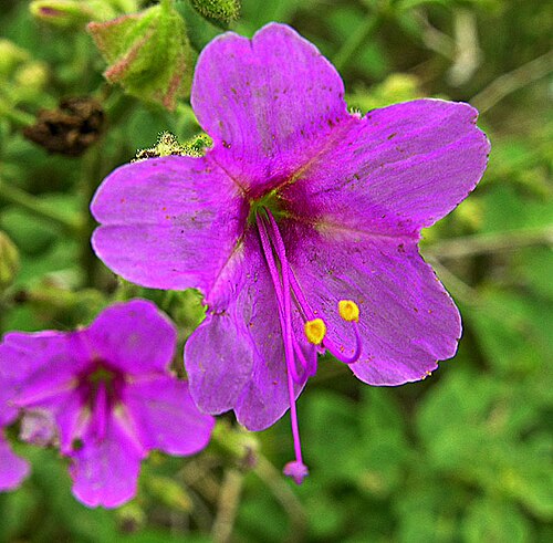Mirabilis viscosa: From near Atlixo, central Mexico. In context at www.dixpix.ca/meso_america/Flora/caryophyll/index.html