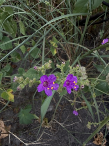 Mirabilis viscosa (Mirabilis viscosa)