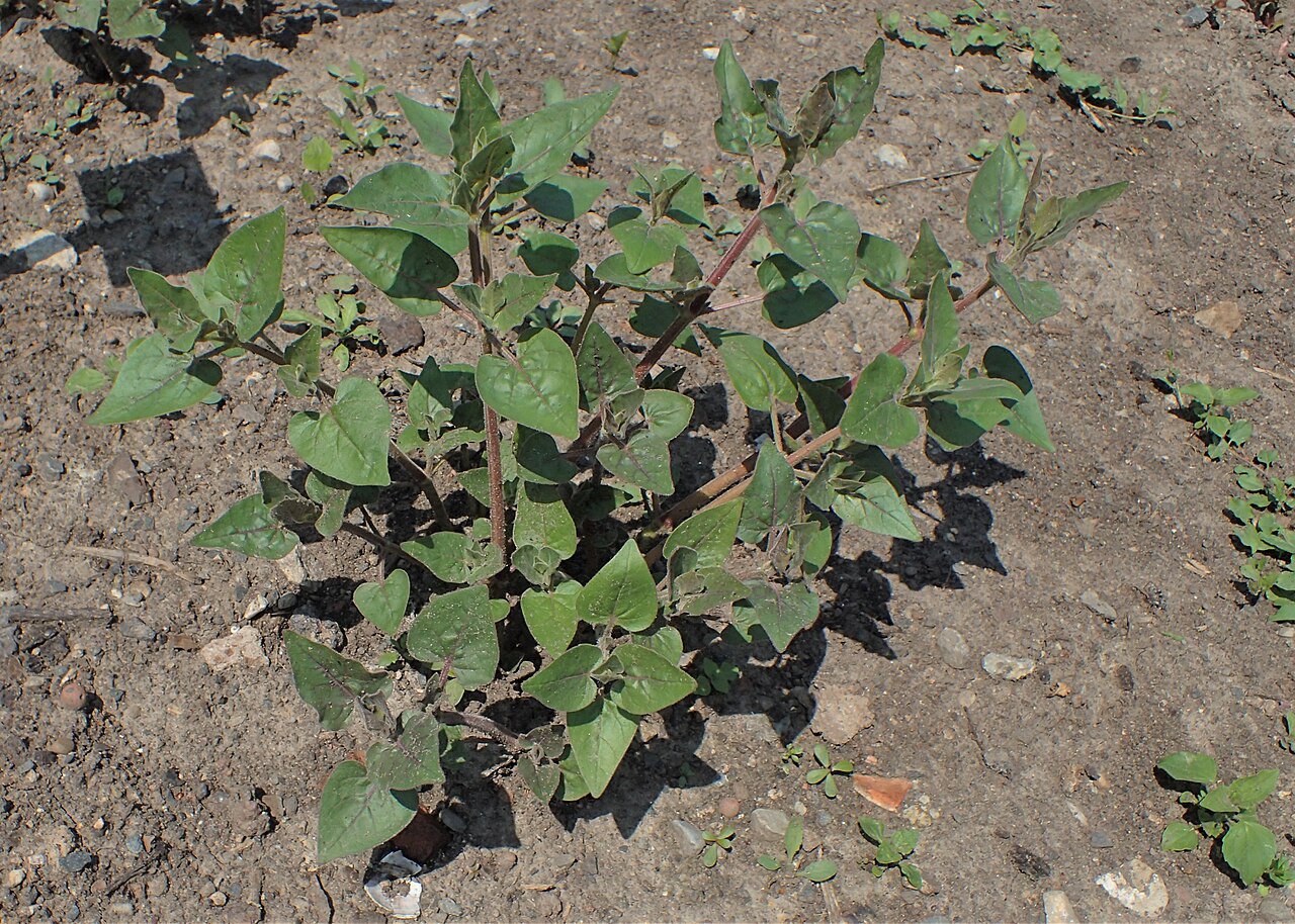 Mirabilis viscosa: Mirabilis viscosa in Alter Botanischer Garten der Universität Göttingen
