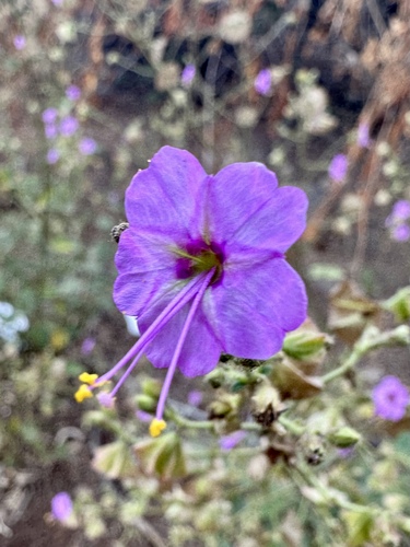 Mirabilis viscosa (Mirabilis viscosa)