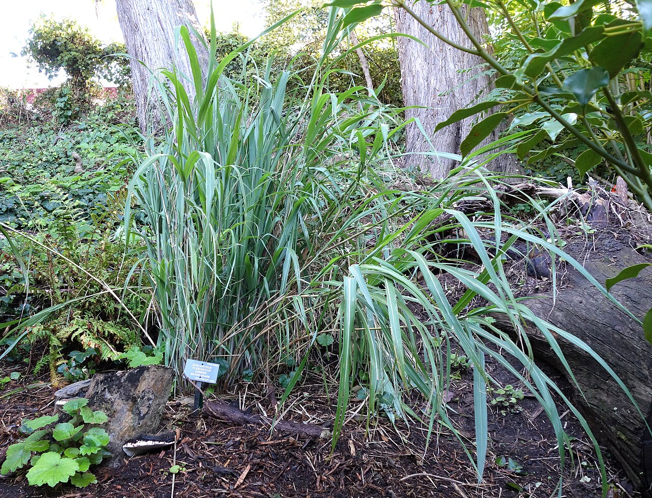 Pacific Island silvergrass: Botanical specimen in the San Francisco Botanical Garden, San Francisco, California, USA.