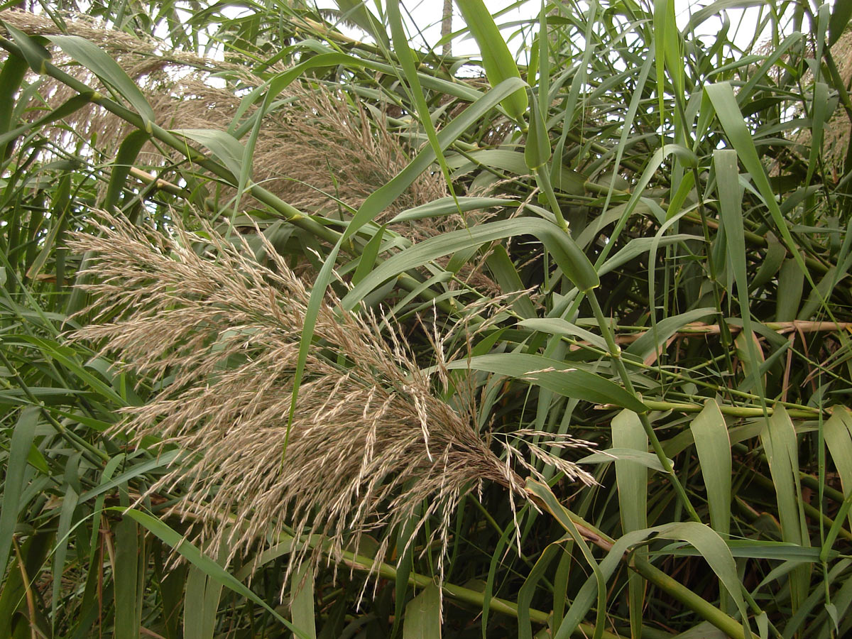 Pacific Island silvergrass: Miscanthus floridulus; (kaho) near a Tongan swamp