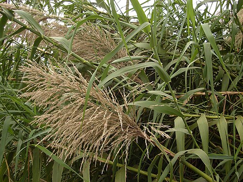 Pacific Island silvergrass: Miscanthus floridulus; (kaho) near a Tongan swamp