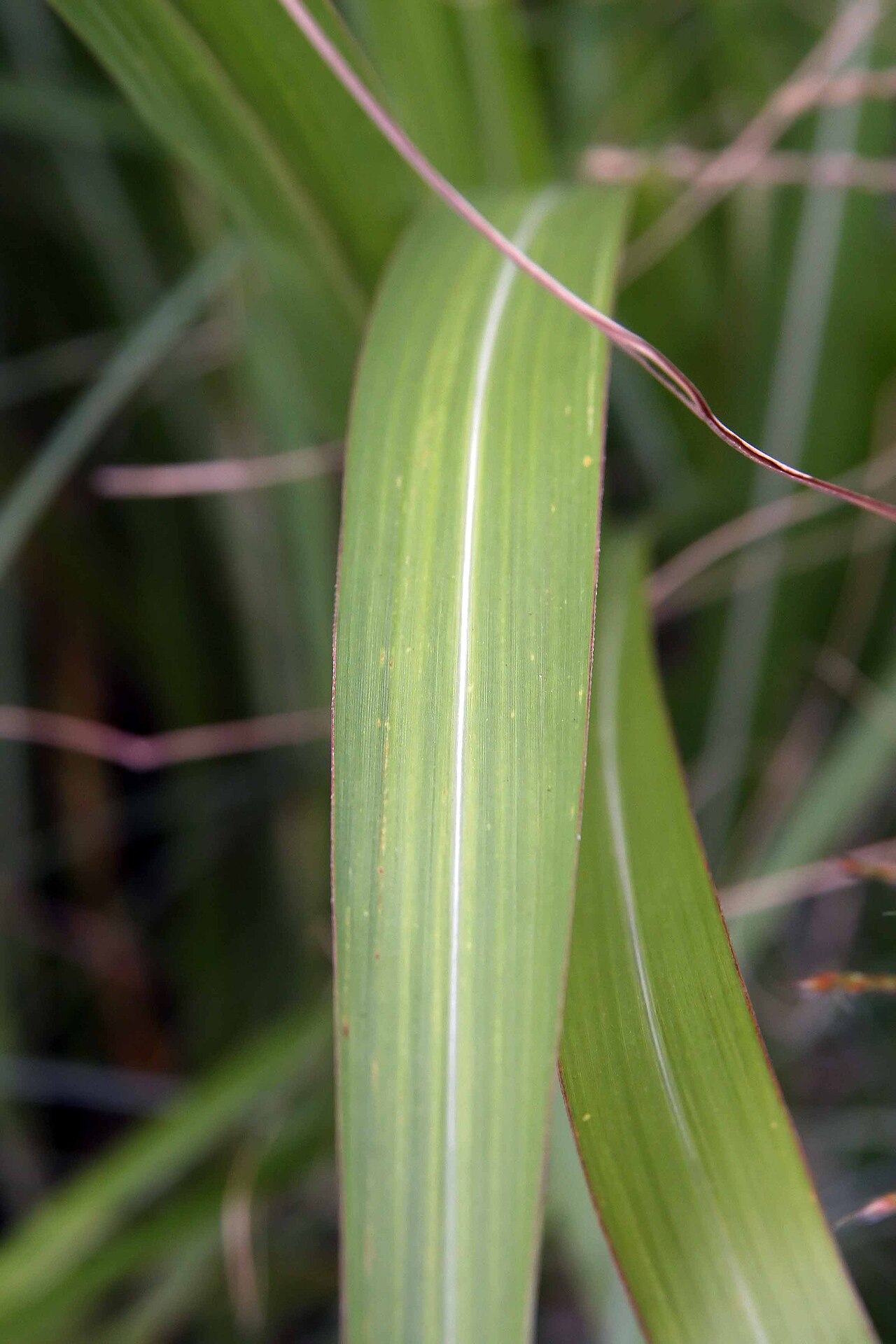 Pacific Island silvergrass: Location taken: Merrifield Garden Center, Fairfax VA USA. Names: Miscanthus floridus , Giant Silver Gras Classification: Plantae > Angiosperms > Monocots > Poal