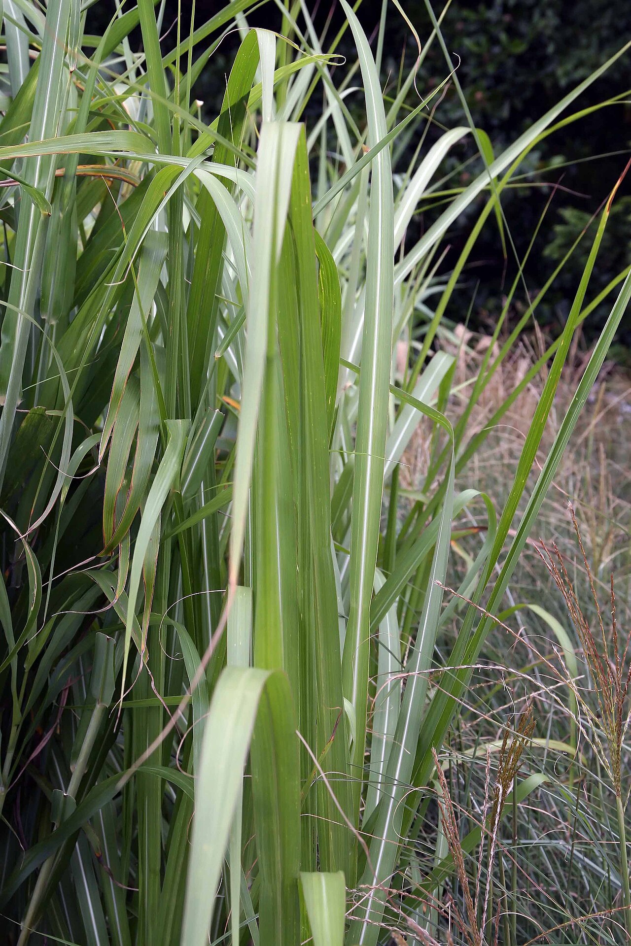 Pacific Island silvergrass: Location taken: Merrifield Garden Center, Fairfax VA USA. Names: Miscanthus floridus , Giant Silver Gras Classification: Plantae > Angiosperms > Monocots > Poal