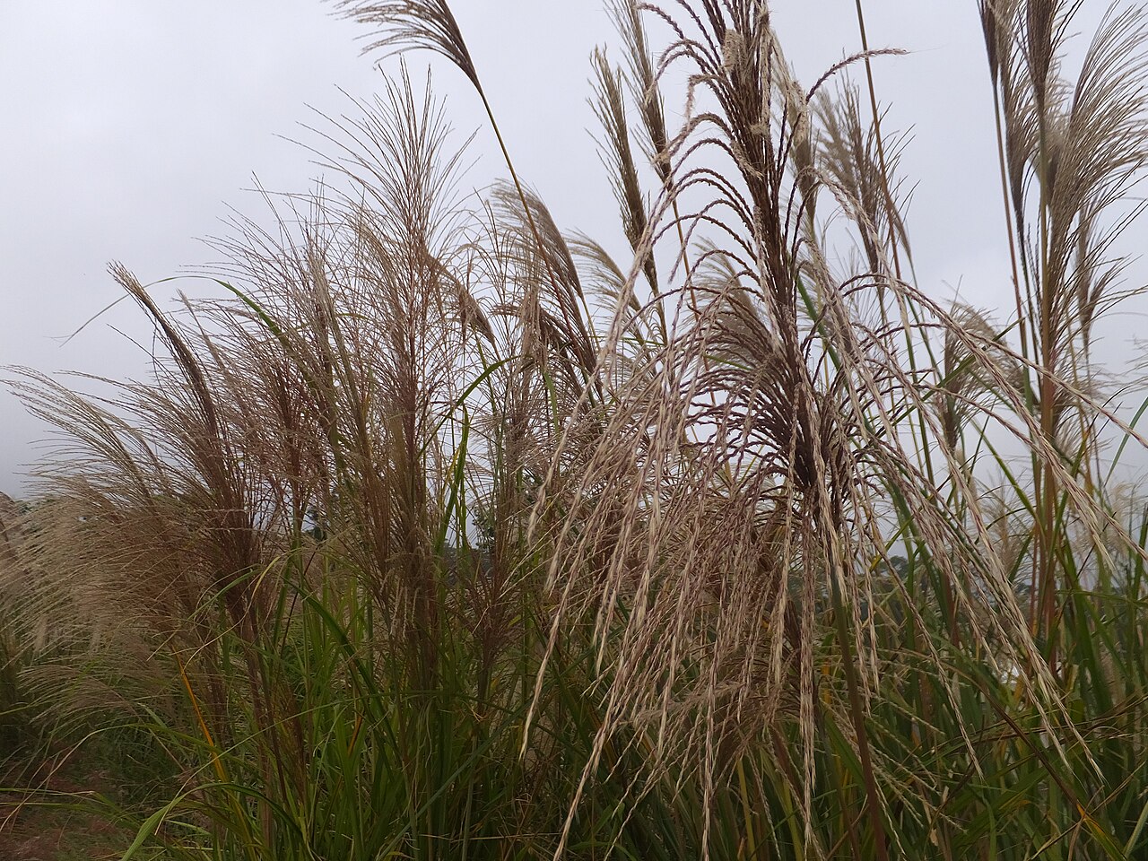 Pacific Island silvergrass: 五節芒 Miscanthus floridulus