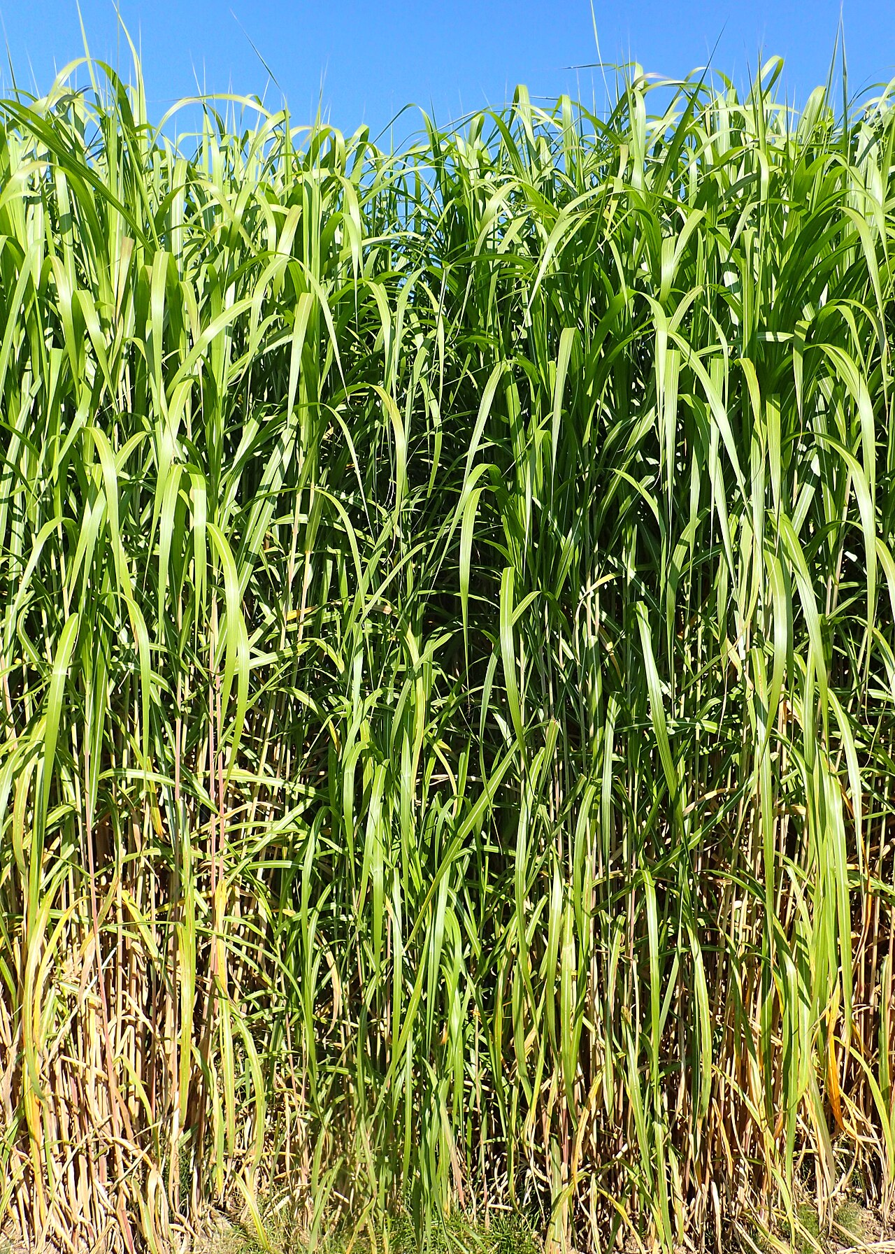 Pacific Island silvergrass: Miscanthus floridulus in PAN Botanical Garden in Warsaw