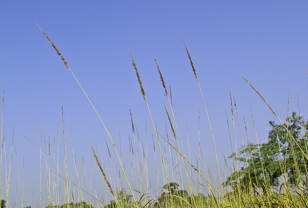 Miscanthus fuscus: Elephant Grass (Miscanthus fuscus) is found mainly in South Asia. The photo is taken at Kaziranga National Park.