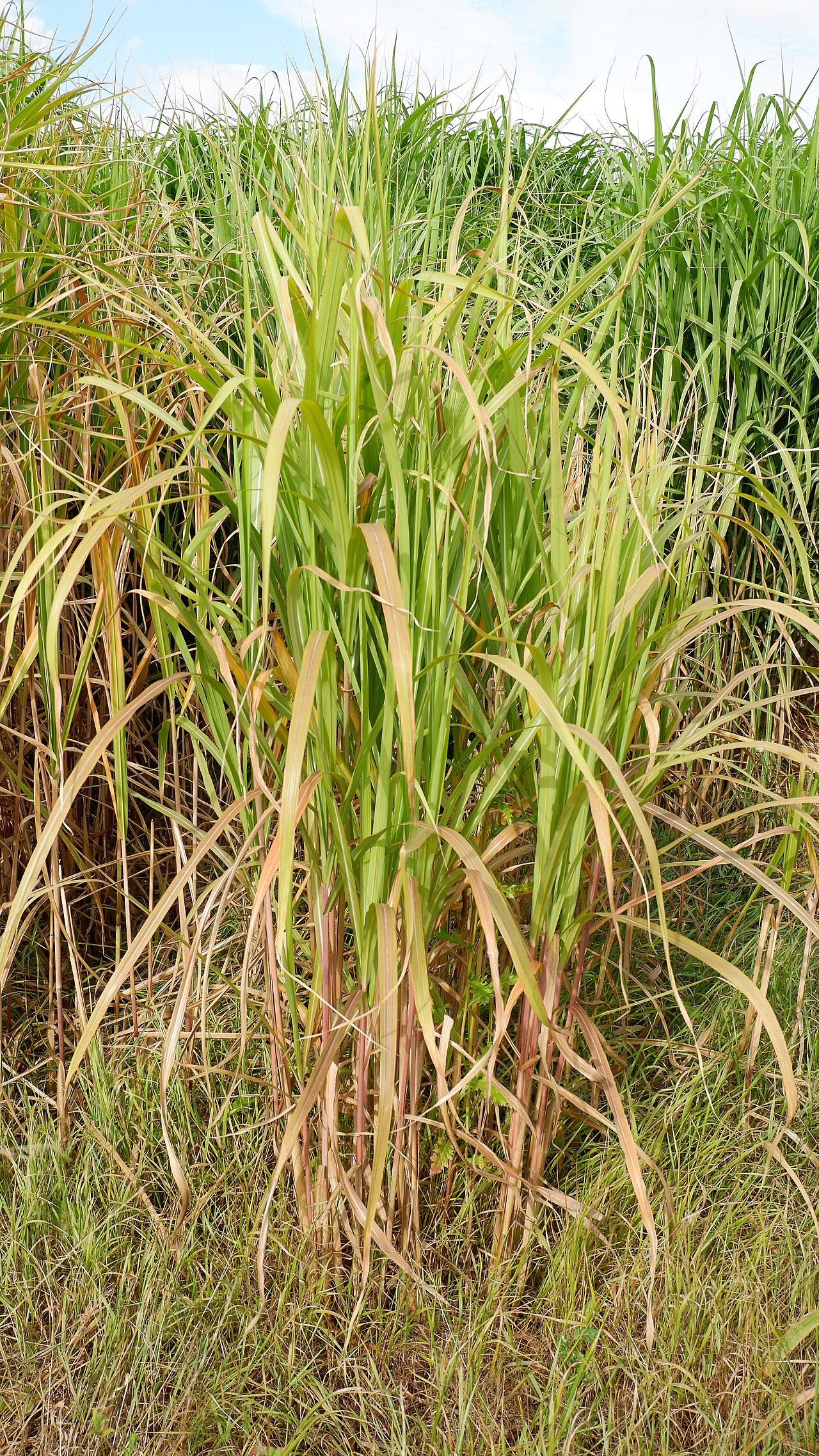 Miscanthus longiberbis: Riesen-Chinaschilf