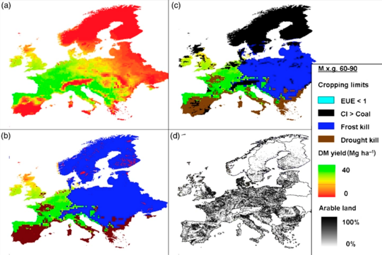 Miscanthus longiberbis: Miscanfor computer model estimate of Miscanthus x giganteus yields for Europe, based on collected weather data from 1960 to 1990. Black = excluded area, blue =