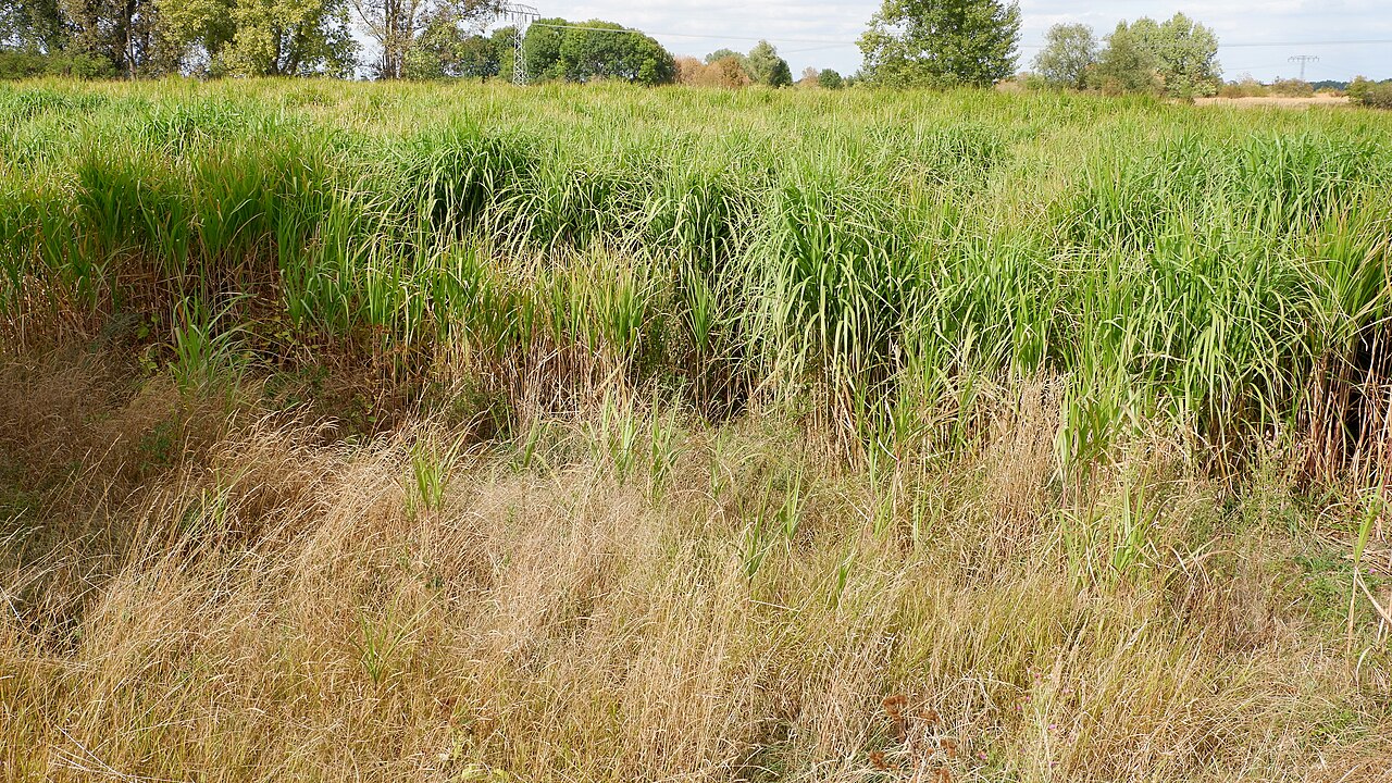 Miscanthus longiberbis: Riesen-Chinaschilf